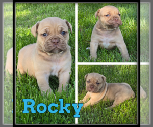 Olde English Bulldogge Puppy for sale in WHEELER, MI, USA