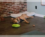 Small #6 Labrador Retriever Mix