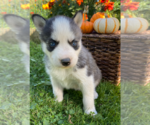 Small Photo #17 Siberian Husky Puppy For Sale in EAST HERKIMER, NY, USA