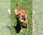 Small #9 American Pit Bull Terrier Mix