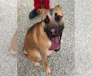 Mutt Dogs for adoption in Salisbury, NC, USA