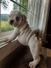 Bulldog Puppy for sale in SPENCER, TN, USA
