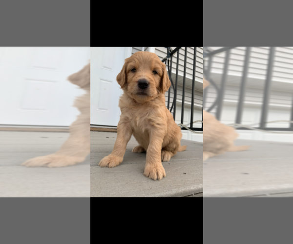 Medium Photo #61 Goldendoodle Puppy For Sale in RATHDRUM, ID, USA