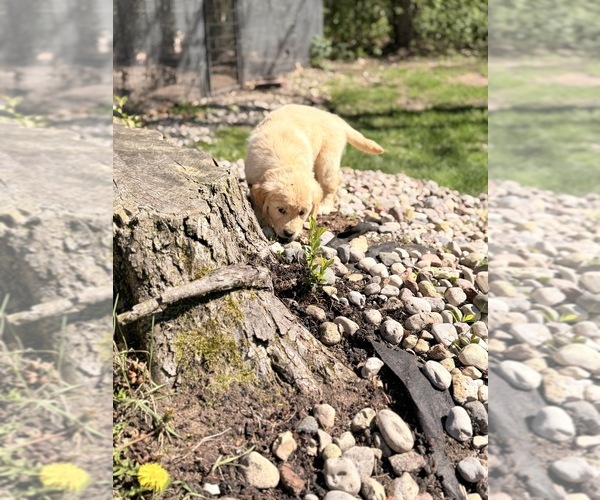 Medium Photo #8 Golden Retriever Puppy For Sale in CHIPPEWA FALLS, WI, USA