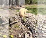Small #7 Golden Retriever