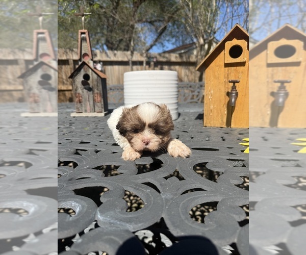 Medium Photo #1 Shih Tzu Puppy For Sale in SPRING, TX, USA