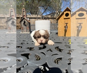 Shih Tzu Puppy for sale in SPRING, TX, USA