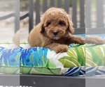 Small Photo #1 Goldendoodle (Miniature) Puppy For Sale in SAN DIEGO, CA, USA