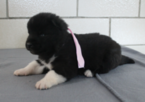 Small Photo #4 Akita Puppy For Sale in FRESNO, OH, USA