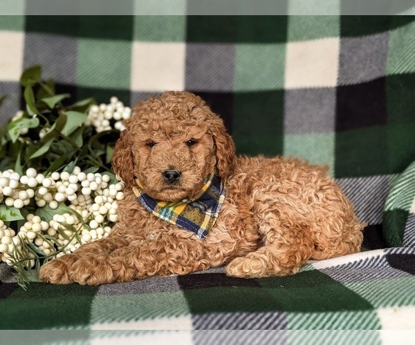 Medium Photo #5 Goldendoodle (Miniature) Puppy For Sale in COCHRANVILLE, PA, USA