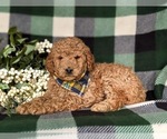 Small Photo #5 Goldendoodle (Miniature) Puppy For Sale in COCHRANVILLE, PA, USA