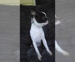 Small #9 Boston Terrier