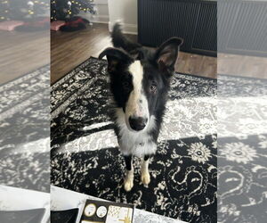 Border Collie Dogs for adoption in Evansville, IN, USA