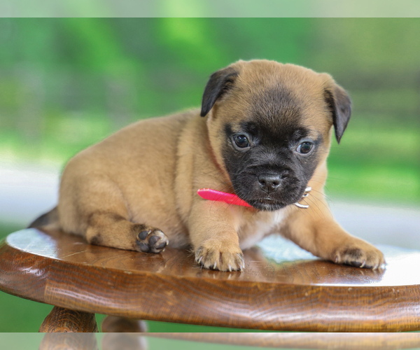 Medium Photo #5 Jug Puppy For Sale in LIBERTY, KY, USA