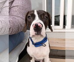 Small #2 Boglen Terrier