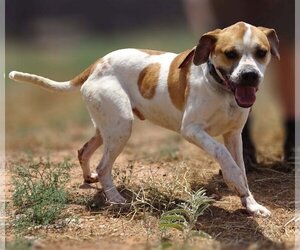 Bulloxer Dogs for adoption in Cottonwood, AZ, USA