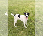 Small #2 Mutt