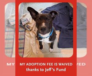 Labrador Retriever-Unknown Mix Dogs for adoption in Brewster, MA, USA