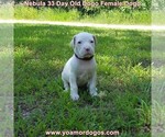 Small Photo #67 Dogo Argentino Puppy For Sale in JANE, MO, USA