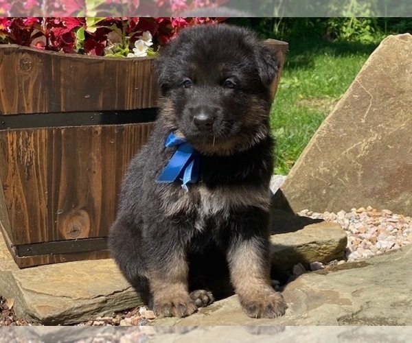 Medium Photo #1 German Shepherd Dog Puppy For Sale in COWLESVILLE, NY, USA