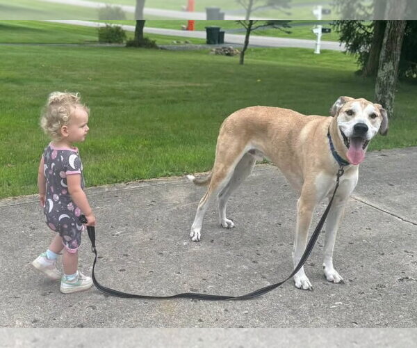 Medium Photo #2 Great Dane-Unknown Mix Puppy For Sale in Germantown, OH, USA