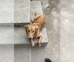 Small Photo #1 Golden Retriever Puppy For Sale in ONTARIO, CA, USA