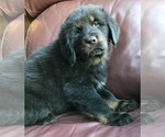 Small Photo #1 Tibetan Mastiff Puppy For Sale in LANCASTER, SC, USA