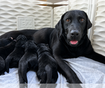 Small #3 Labrador Retriever