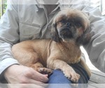 Small #1 Shih Tzu