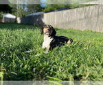 Small #28 Treeing Walker Coonhound Mix