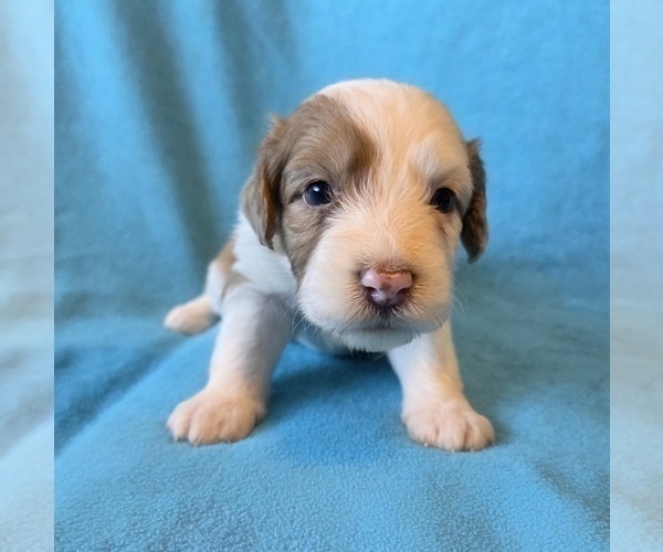 Medium Photo #6 Aussiedoodle Puppy For Sale in WILLS POINT, TX, USA