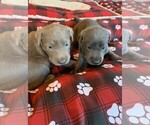 Small Photo #16 Labrador Retriever Puppy For Sale in LEASBURG, MO, USA