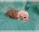 Small Photo #2 Olde English Bulldogge Puppy For Sale in MARBURY, AL, USA