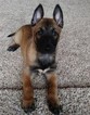 Puppy 0 Belgian Malinois