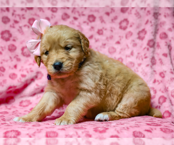 Medium Photo #1 Golden Retriever Puppy For Sale in LIBERTY, KY, USA