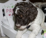 Small Photo #4 Poodle (Standard) Puppy For Sale in TRAVELERS REST, SC, USA