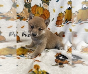 Shiba Inu Puppy for sale in SYLMAR, CA, USA