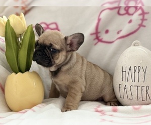 French Bulldog Puppy for sale in OJAI, CA, USA
