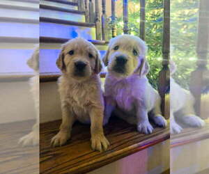 Golden Retriever Puppy for sale in LYNCHBURG, VA, USA