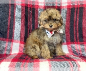 Australian Shepherd-Poodle (Toy) Mix Puppy for sale in LAKELAND, FL, USA
