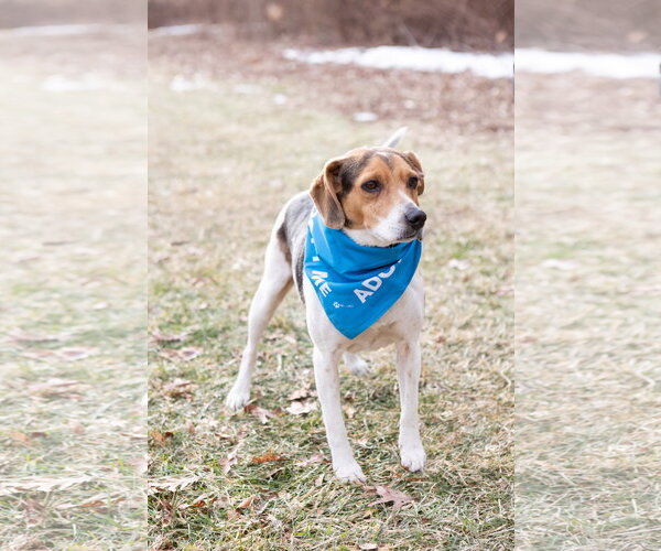 Medium Photo #4 Beagle Puppy For Sale in Crete, IL, USA