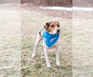 Blue - Male Beagle Dog for Adoption - Photo #4