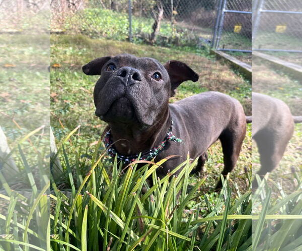 Medium Photo #1 Staffordshire Bull Terrier-Unknown Mix Puppy For Sale in Shermans Dale, PA, USA