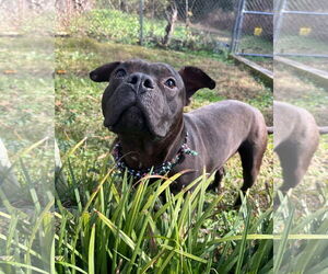 Staffordshire Bull Terrier-Unknown Mix Dogs for adoption in Shermans Dale, PA, USA