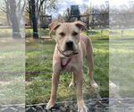 Small #5 Labrador Retriever Mix