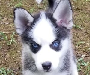 Pomsky Puppy for sale in LAWRENCEBURG, TN, USA