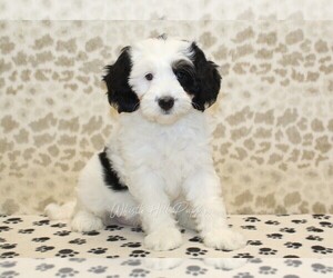 Miniature Bernedoodle Puppy for sale in DENVER, PA, USA