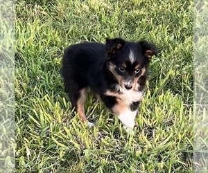 Shel-Aussie Puppy for sale in FORT MORGAN, CO, USA