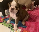 Small Photo #1 Bulldog Puppy For Sale in SPRING HILL, FL, USA