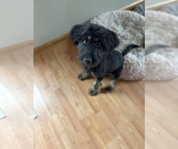 Medium Photo #3 Shepradors Puppy For Sale in Aurora, IN, USA